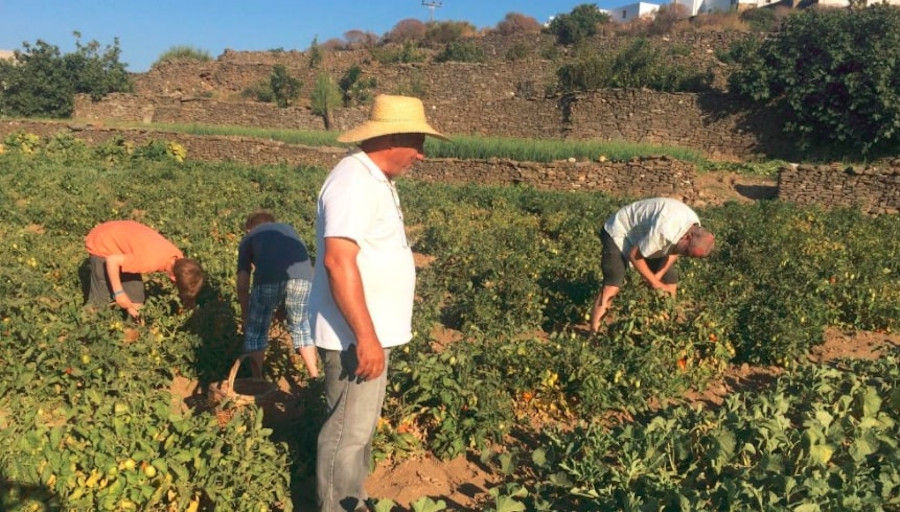man with sun hat watching others men working in 'Narlis Farm' vegetables garden with trees in the background